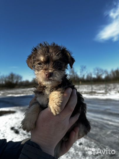 Щенки маленькой дворняжки