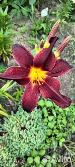 Многолетние садовые цветы