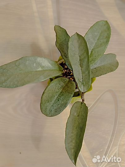 Хойя взрослая