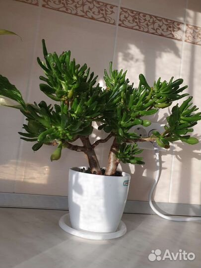 Крассула хоббит