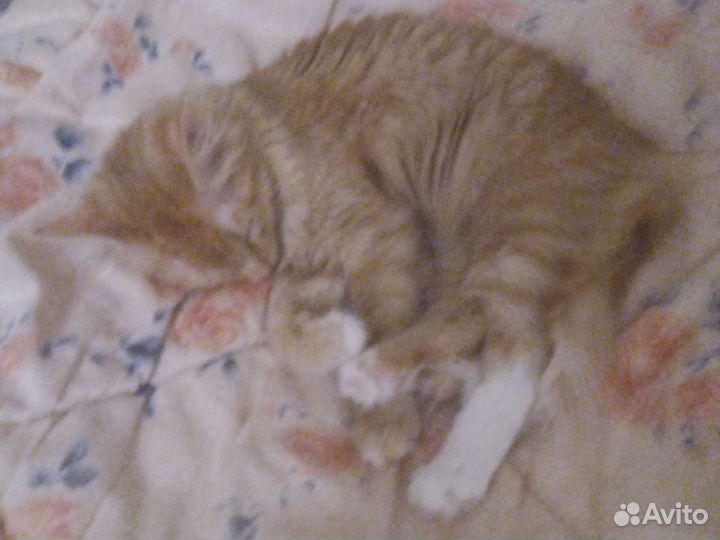 Кошечка в добрые руки