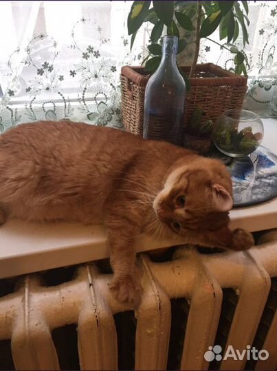 Передержка животных, зооняня