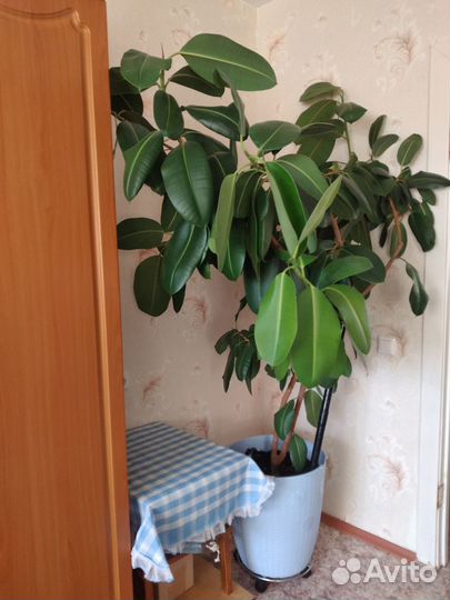 Продам фикус