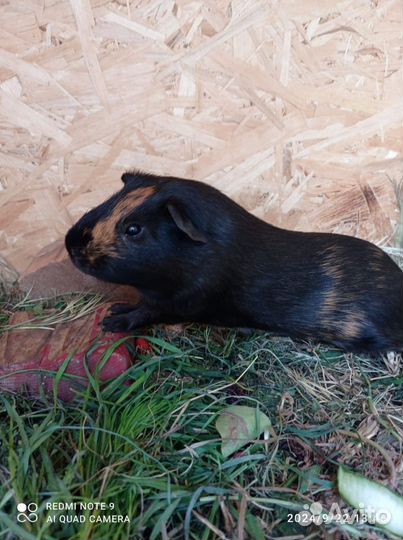 Морская свинка