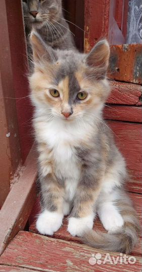 Кошки