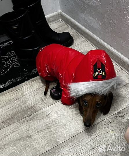 Комбинезон для маленькой собаки