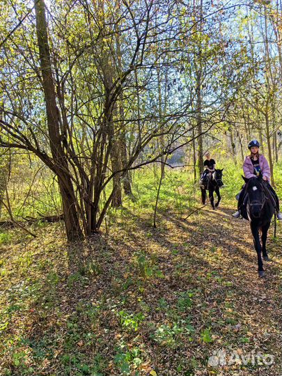 Конные прогулки в Мостовском