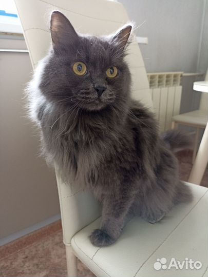 Коты в добрые руки