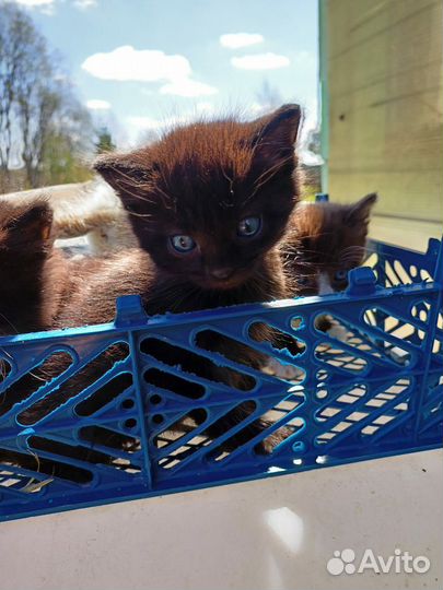 Котята в добрые руки