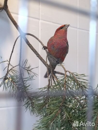 Певчие птицы щур