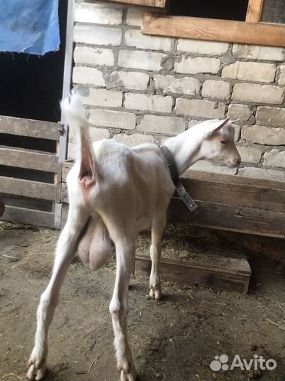 Козлик зааненский