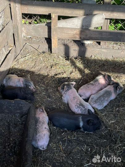 Поросята