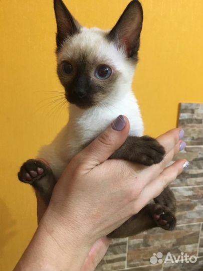 Мальчик той боб