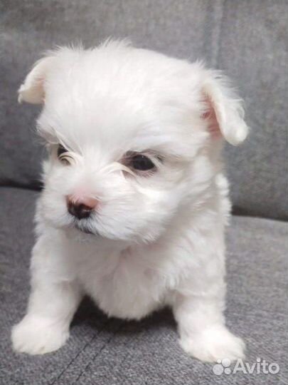 Мальтезе мальтийская болонка