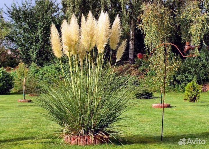 Пампасная трава Садовый дачный декор (Кортадерия)