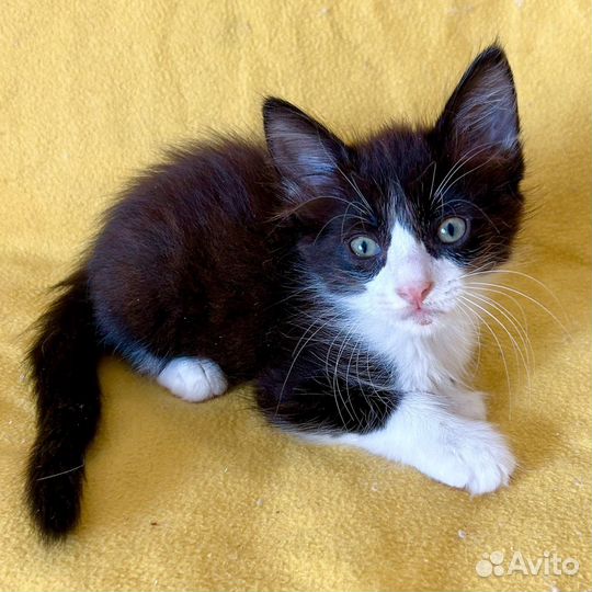 Котёнок в добрые руки