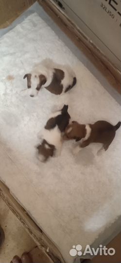 Щенки фокстерьера жесткошерстного
