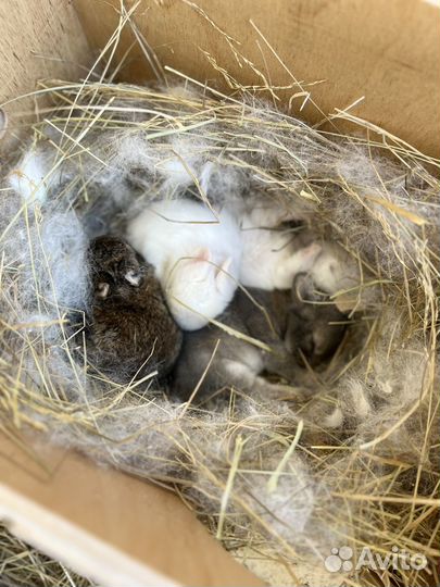 Карликовый кролик