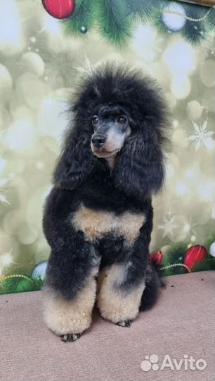 Пудель. Вязка