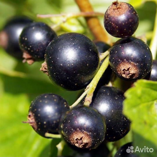 Черная Смородина Титания-шведская красавица(саженц