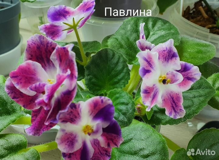 Фиалка сортовая