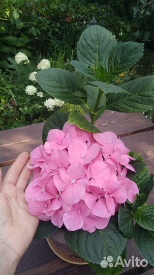 Гортензия крупнолистная,5 сортов