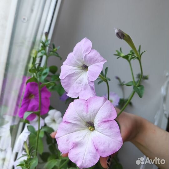 Рассада петунии