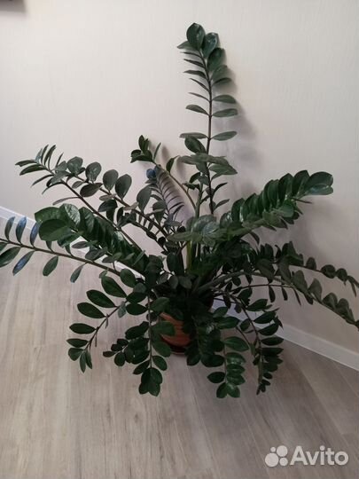 Замиокулькас