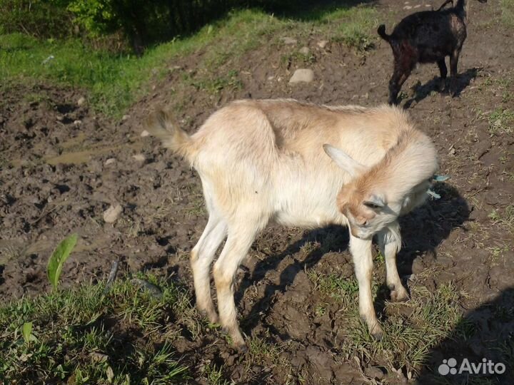 Коза дойная