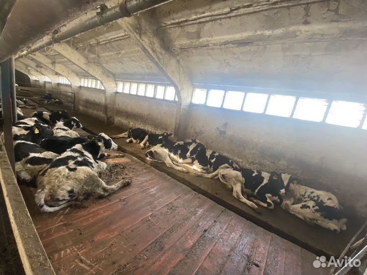 Молочная ферма