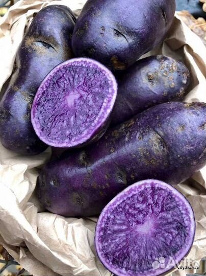 Семенной картофель фиолетовый (от диабета)