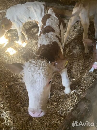 Телята бычки