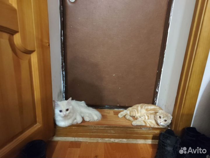 Шотландский метис