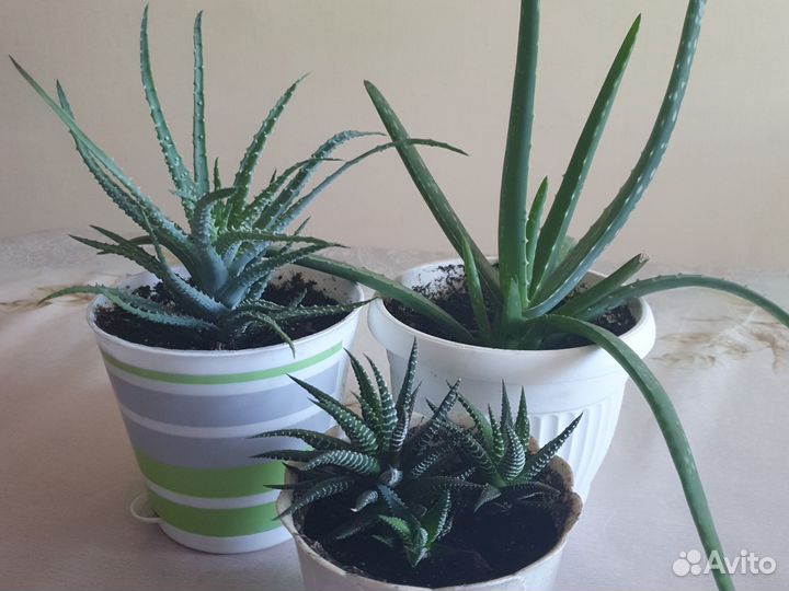 Комнатные растения