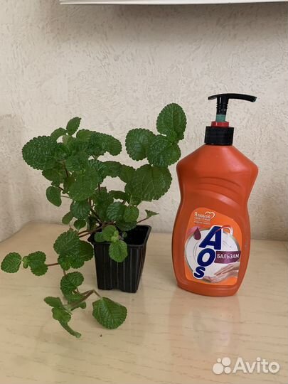 Пилея монетолистная