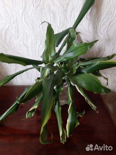 Пальма драцена