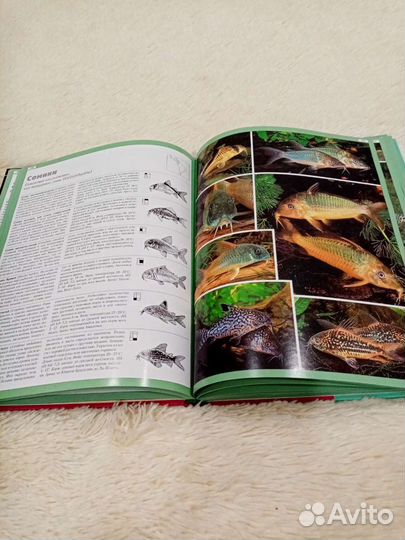 Книга Атлас рыб