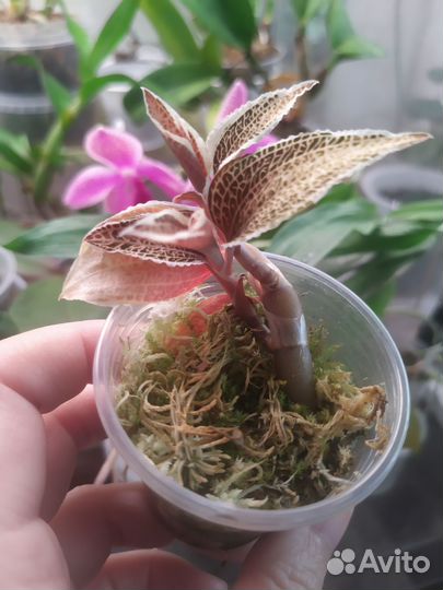 Драгоценные орхидеи