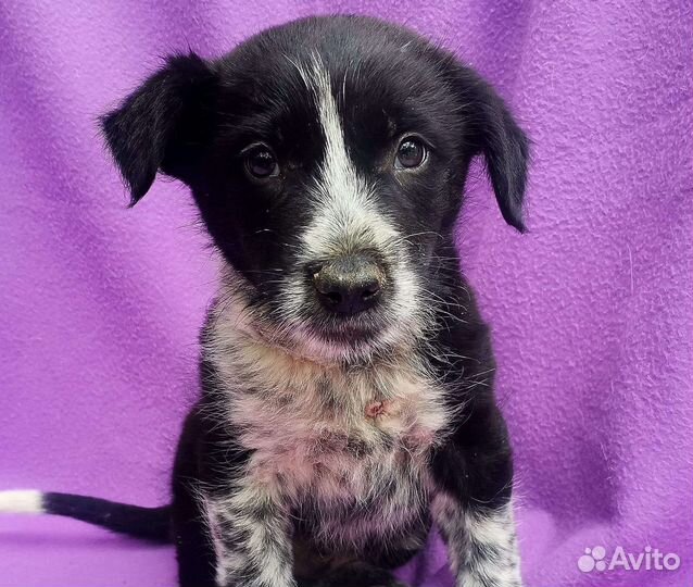 Щенок в добрые руки