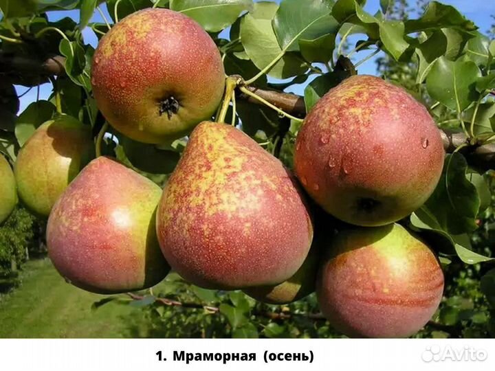 Саженцы груши. Груша