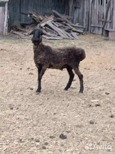 Продаю баранов