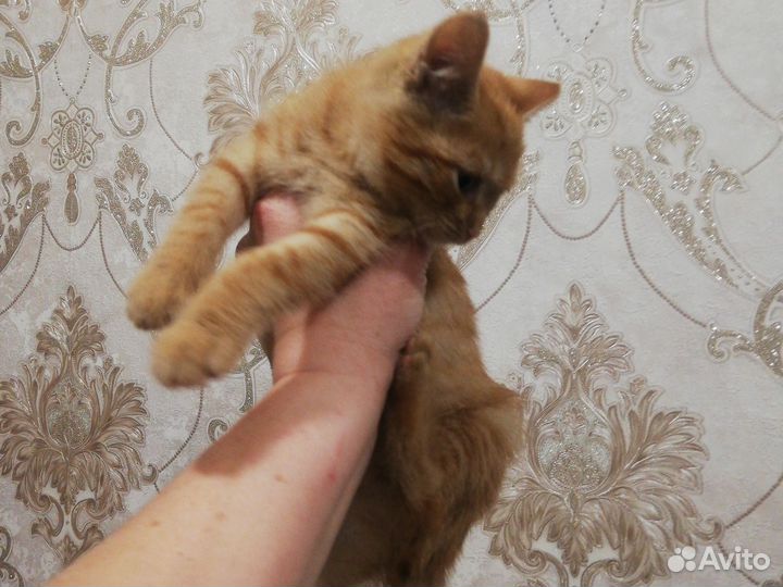 Рыжее счастье в добрые ручки