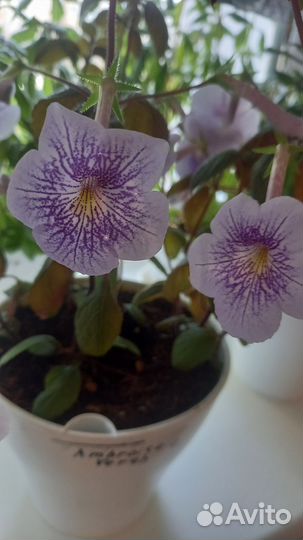 Продам ахименесы