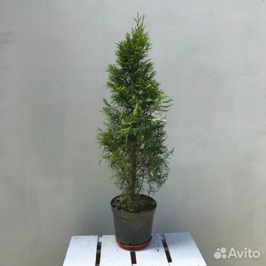 Туя фастигиата