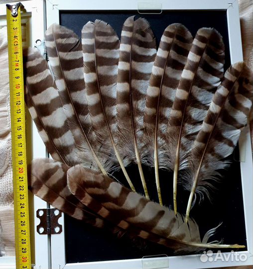 Перья хищной птицы