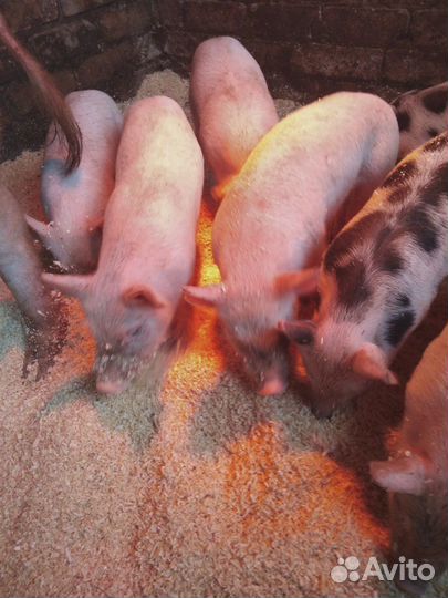 Поросята