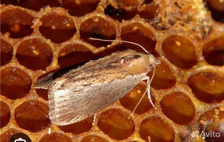 Огневка живая, много гусениц, бабочки