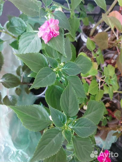 Бальзамин Fiesta Stardust Pink, Pink Rose и др