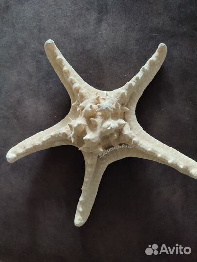 Морские звезды