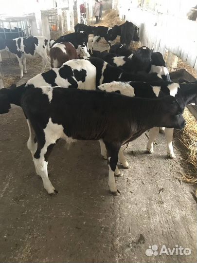 Бычки 1-3 месяца